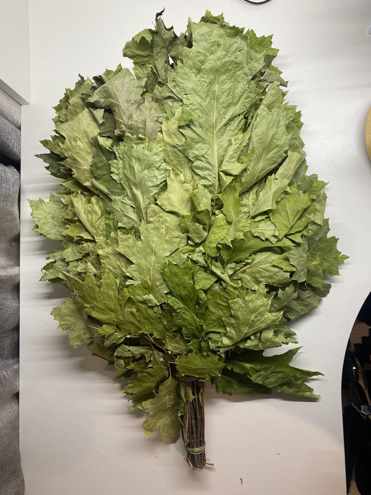 10 Oak with herbs lin  brooms sauna banya venik Eiche whisks eco 2025 Ukrainian