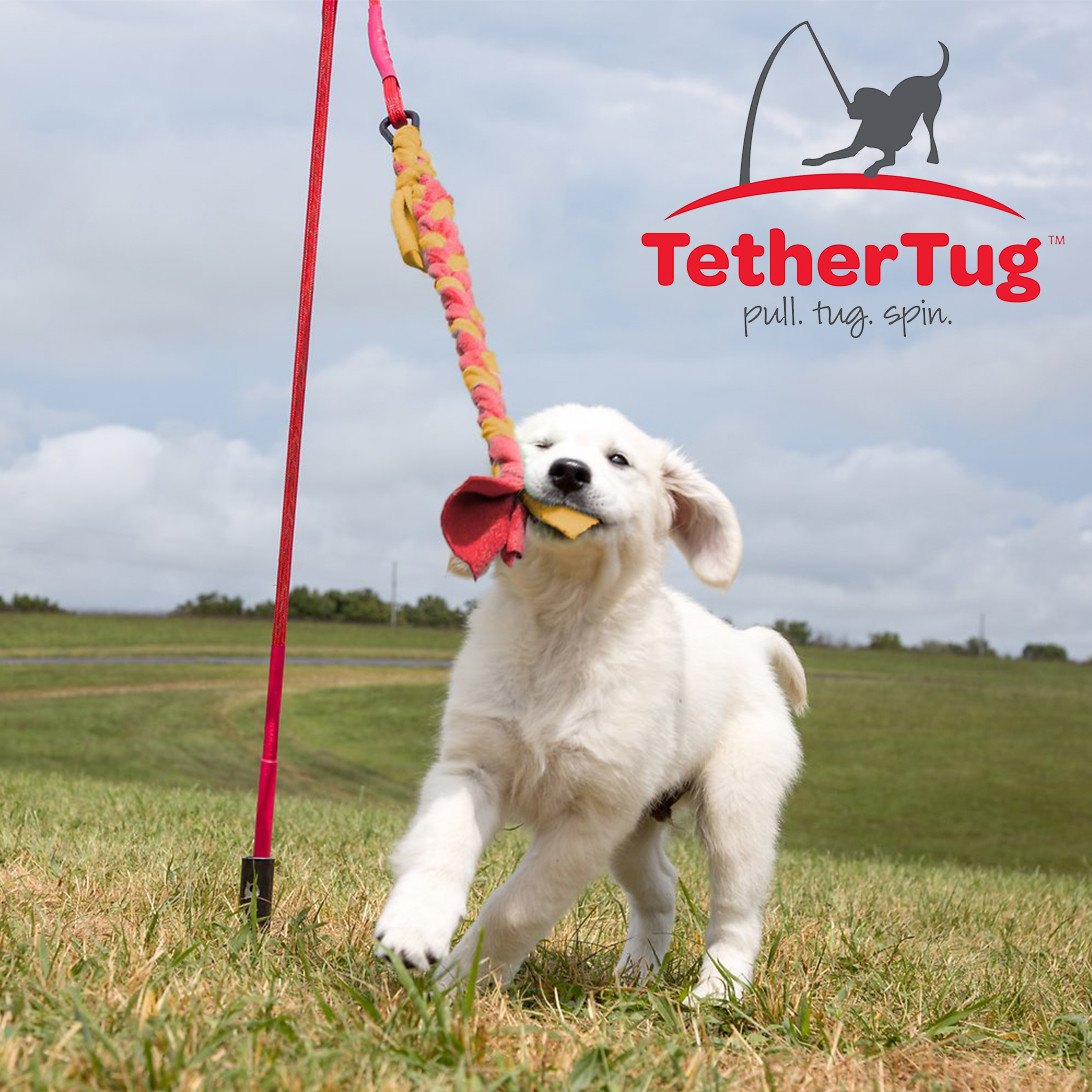 Tether Tug V2 Outdoor Dog Interactive Toy Tugging Pull Exercise 5-70 lbs and Up