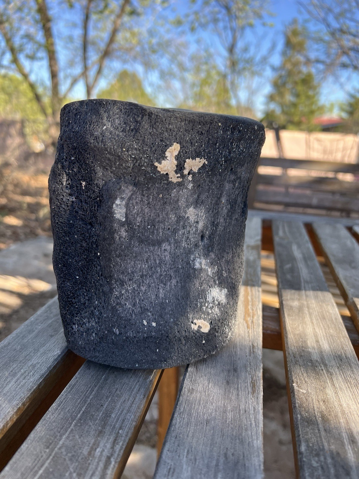 South Florida Whale Vertebrae Fossil