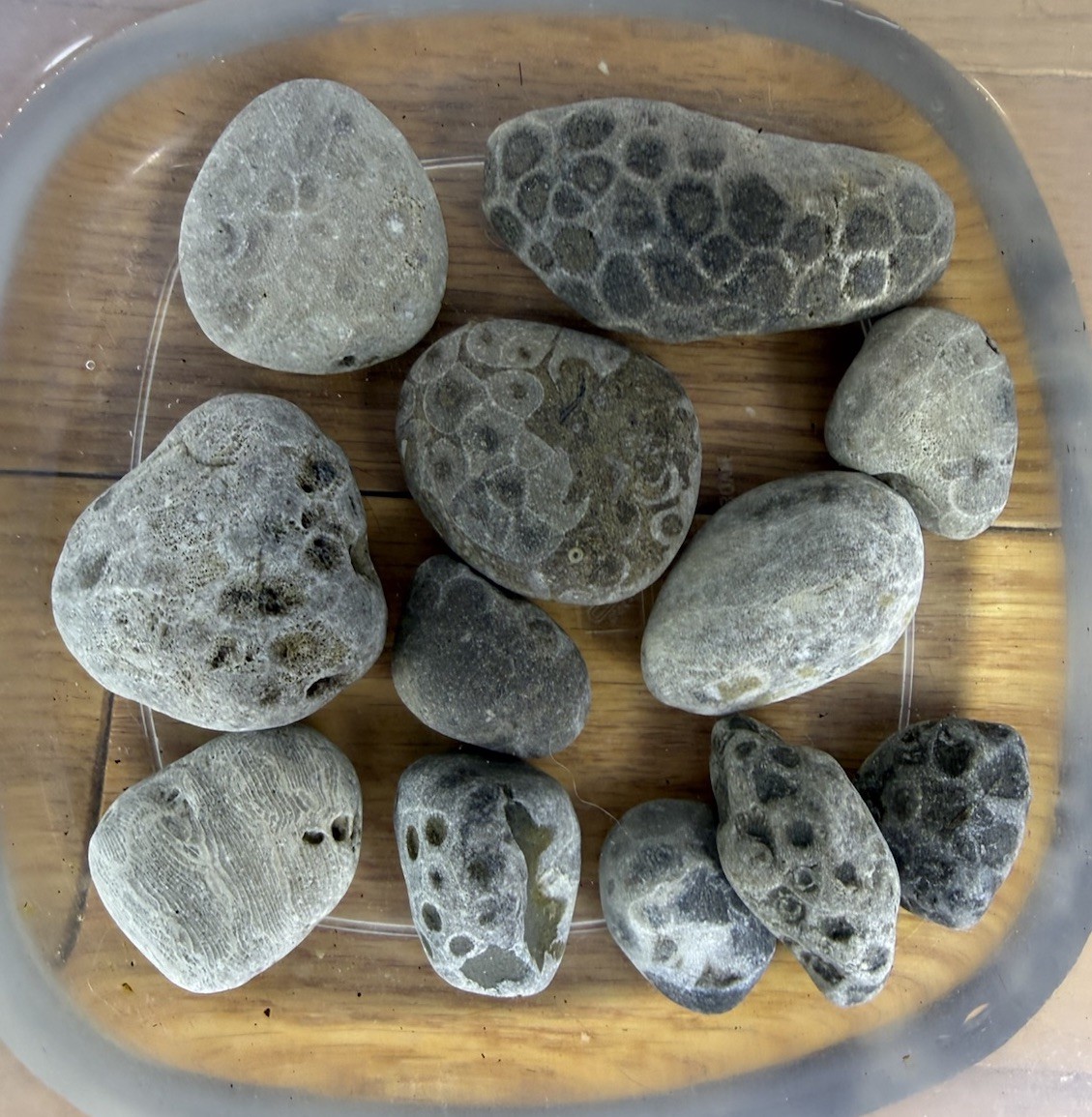 Lot 12 Petoskey Stones Unpolished 1 Lb Lake Michigan Coral Fossil Craft Jewelry