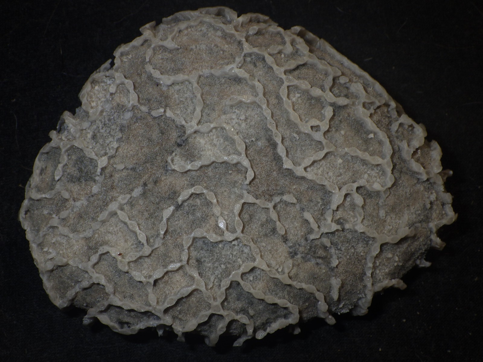 Chain Coral Halysite