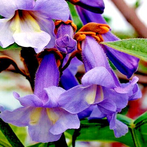 50 Royal Empress (Paulownia tomentosa) Seeds "FASTEST GROWING TREE in the WORLD"