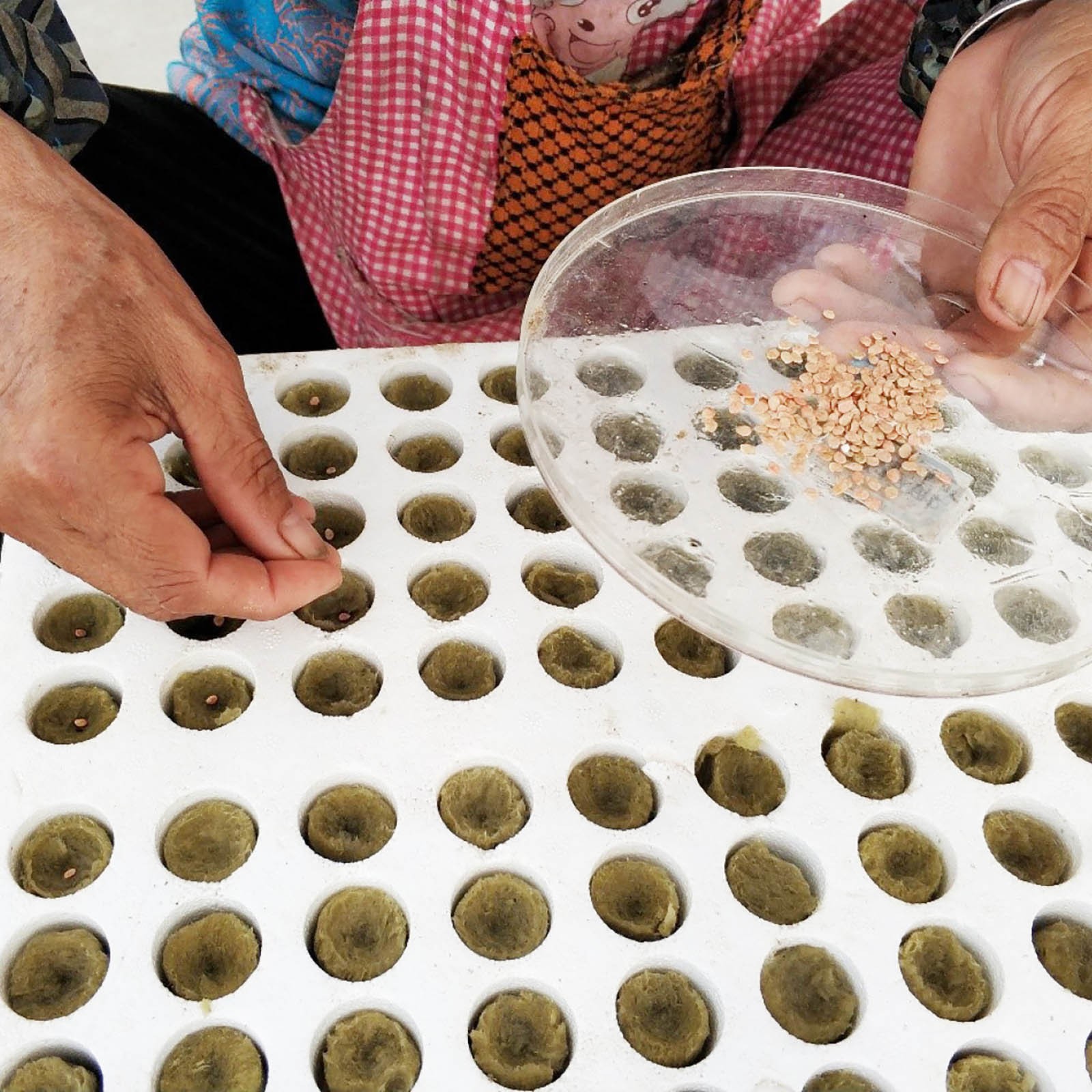 100 Pcs Seed Starting Rockwool Cubes Soilless Culture Strong Plant Propagation f