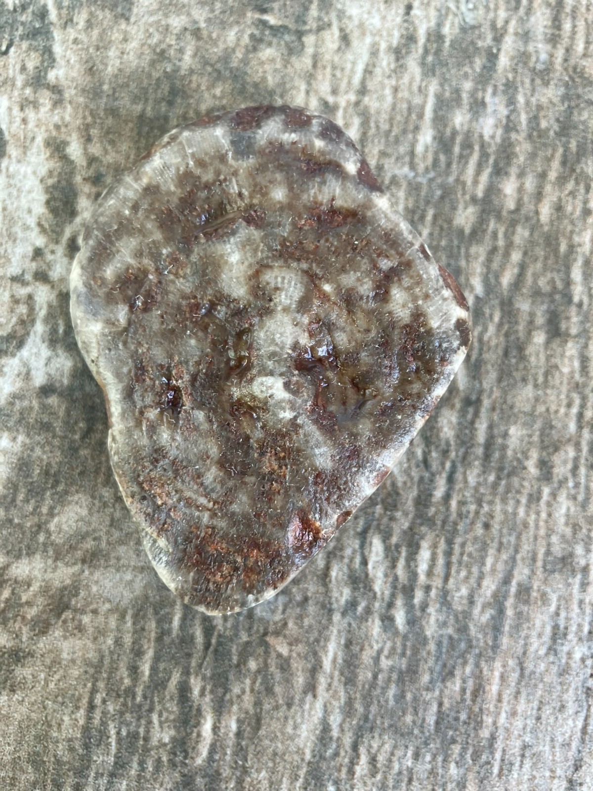 2.2oz Half Polished Petoskey Stone Fossil Lake Michigan Coral Dark Eye