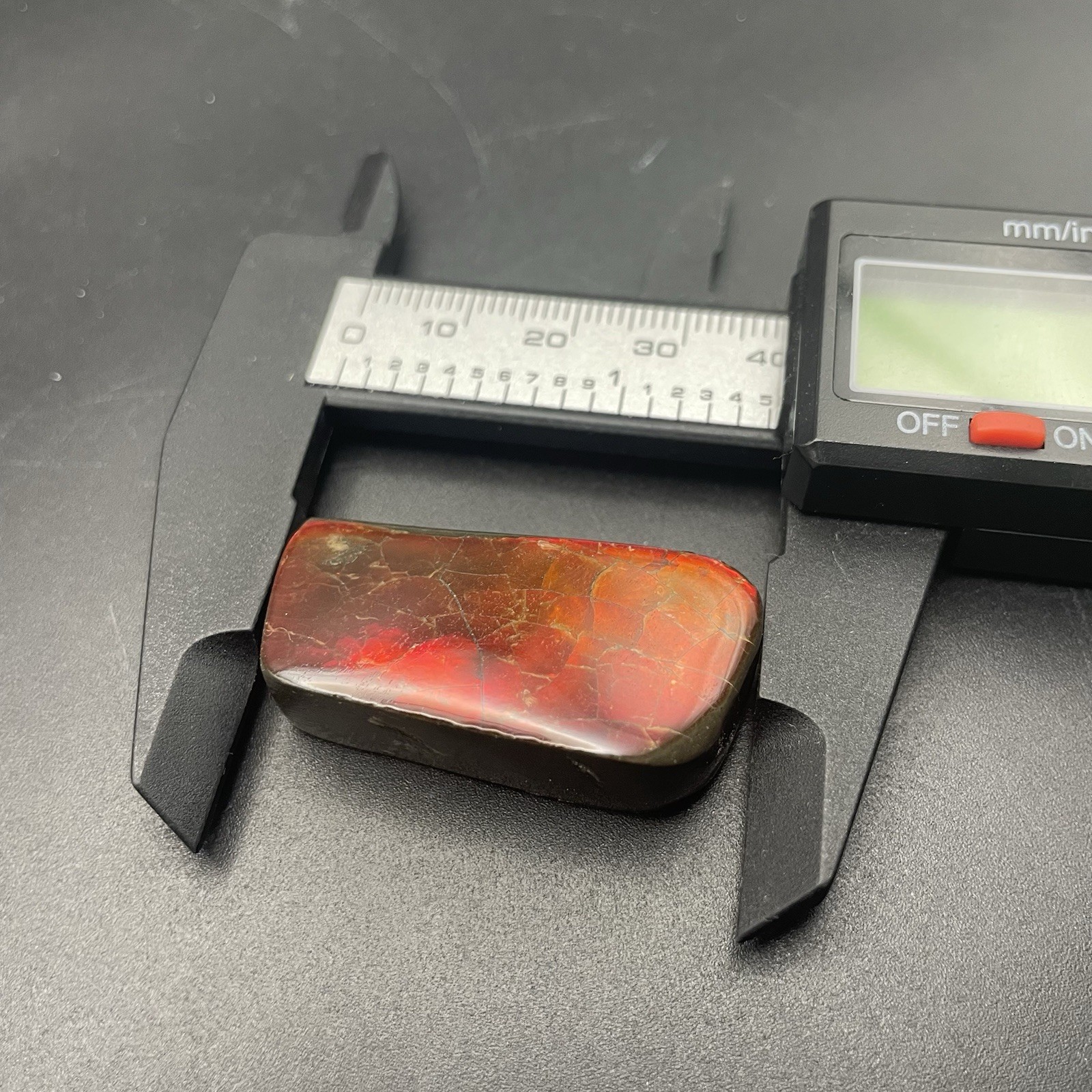 Beautiful Deep Red Ammolite Genuine Canadian Ammonite Fossil