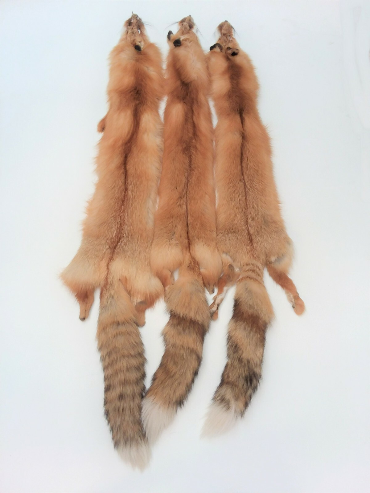 Canadian Red Fox, Tanned, HEAVY and long fur, silky beautiful canredfox