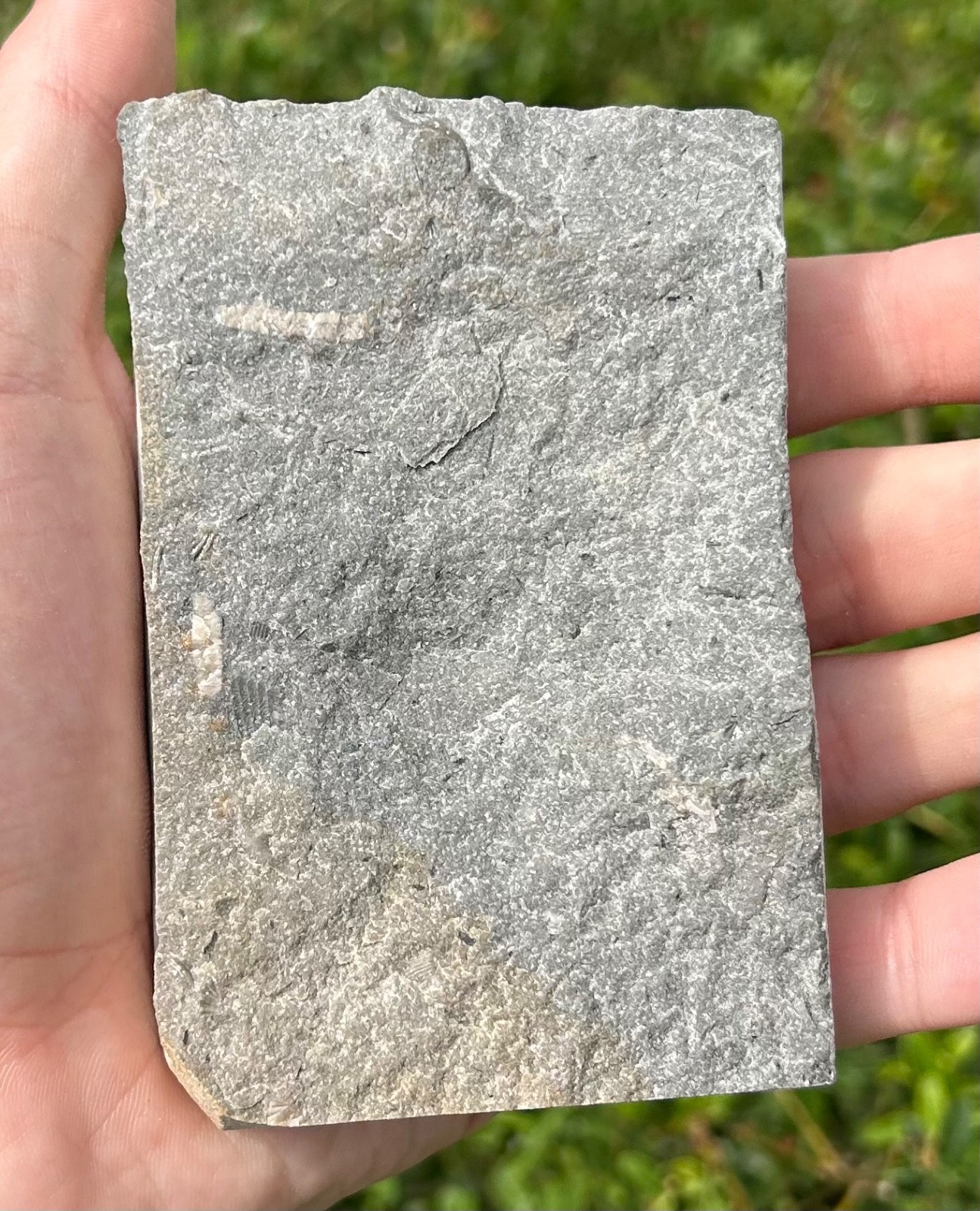 Alabama Fossil Edrioasteroid Hypsiclavus huntsvillensis Bangor Limestone Fm