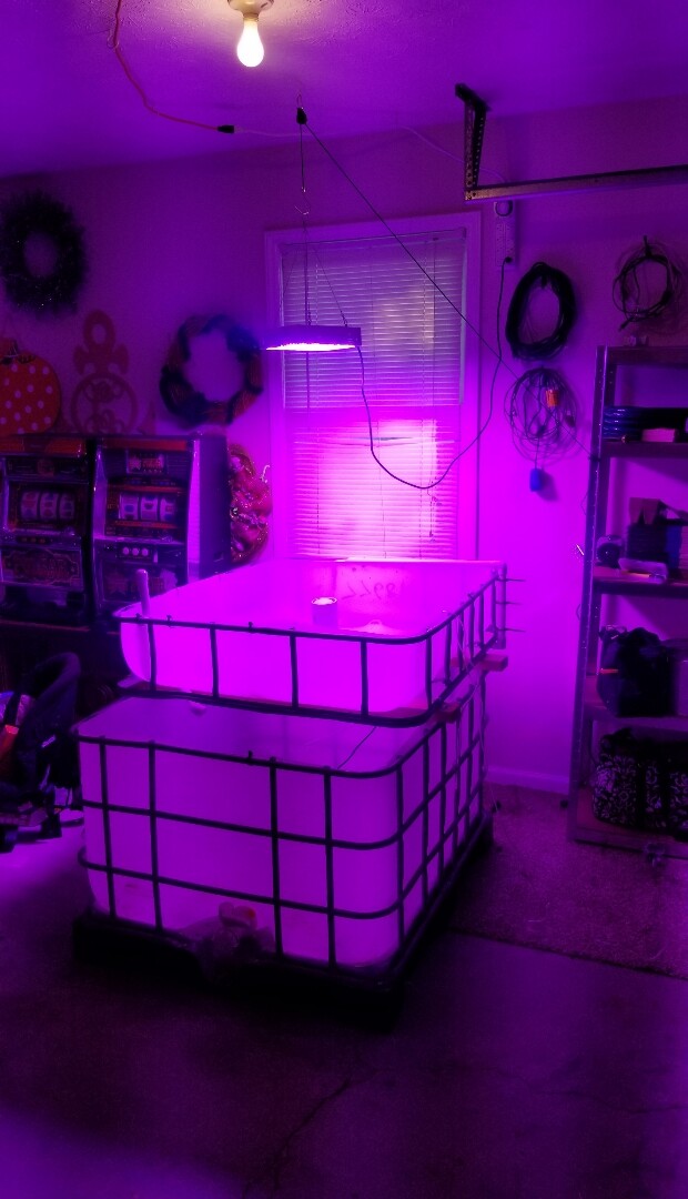 Large Aquaponic System w/ 200 gallon tank. 48x40 grow bed for organic gardening!