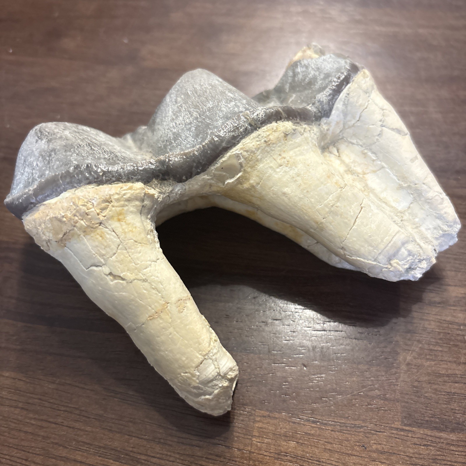 Rhino Lower molar Titanothere Late Eocene 35 Mill Fossil