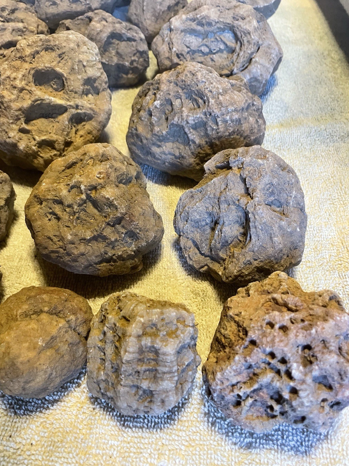 27-KENTUCKY GEODIZED FOSSILS. NICE ONES. 1” TO 5”.