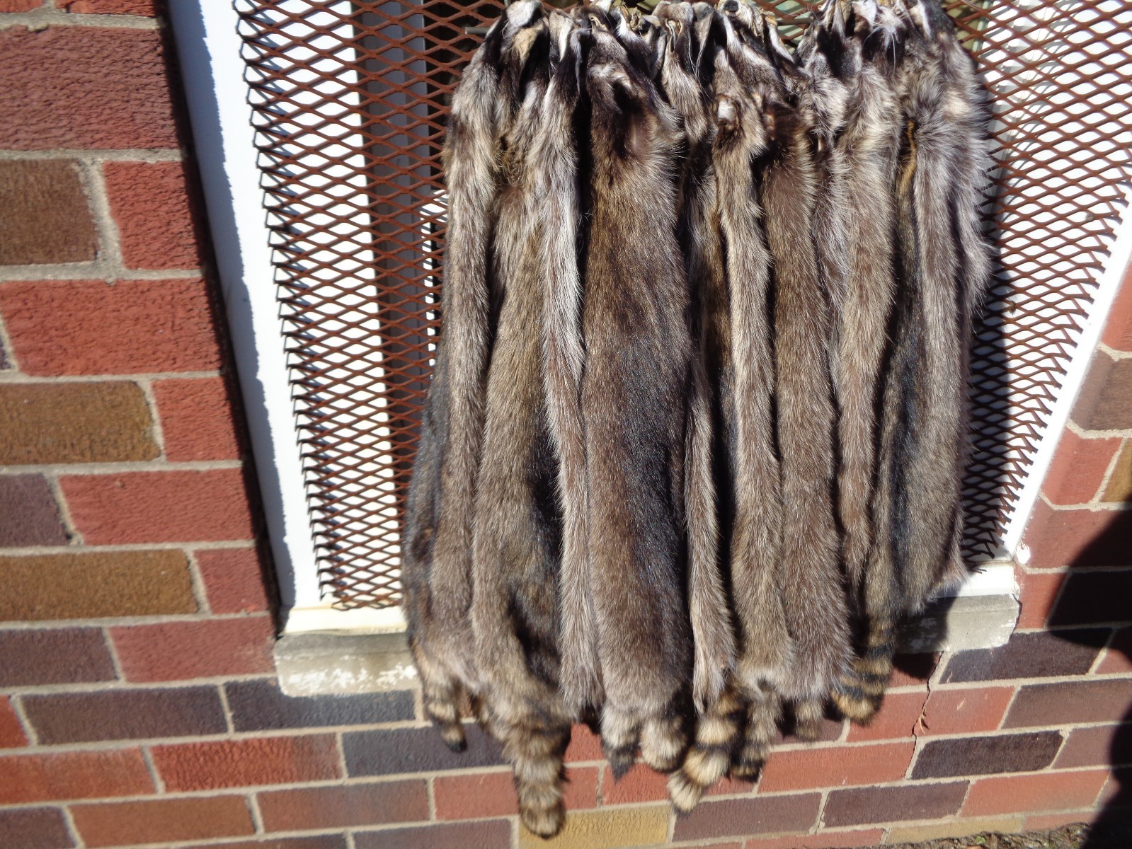 Professionally Tanned #1 XXXL Raccoon/Coon Hide/Furs/Pelts/Taxidermy/Crafts
