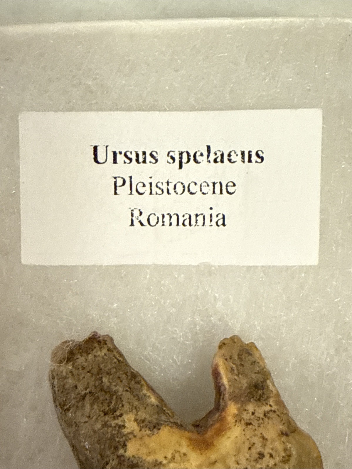 Cave Bear Tooth Molar Fossil From Romania Approximately 25,000 Years Old