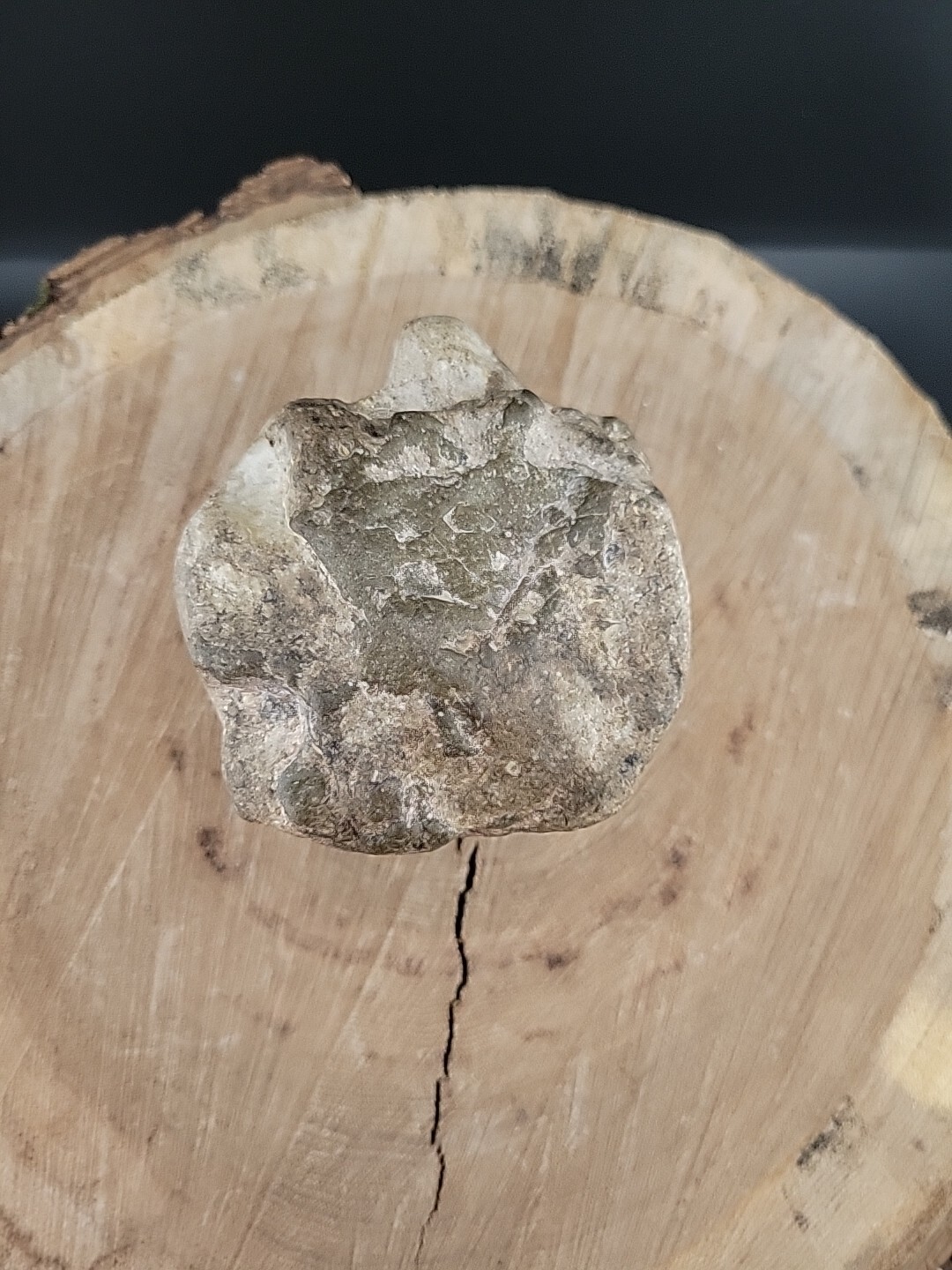 Horseshoe Crab Fossil In Stone Matrix