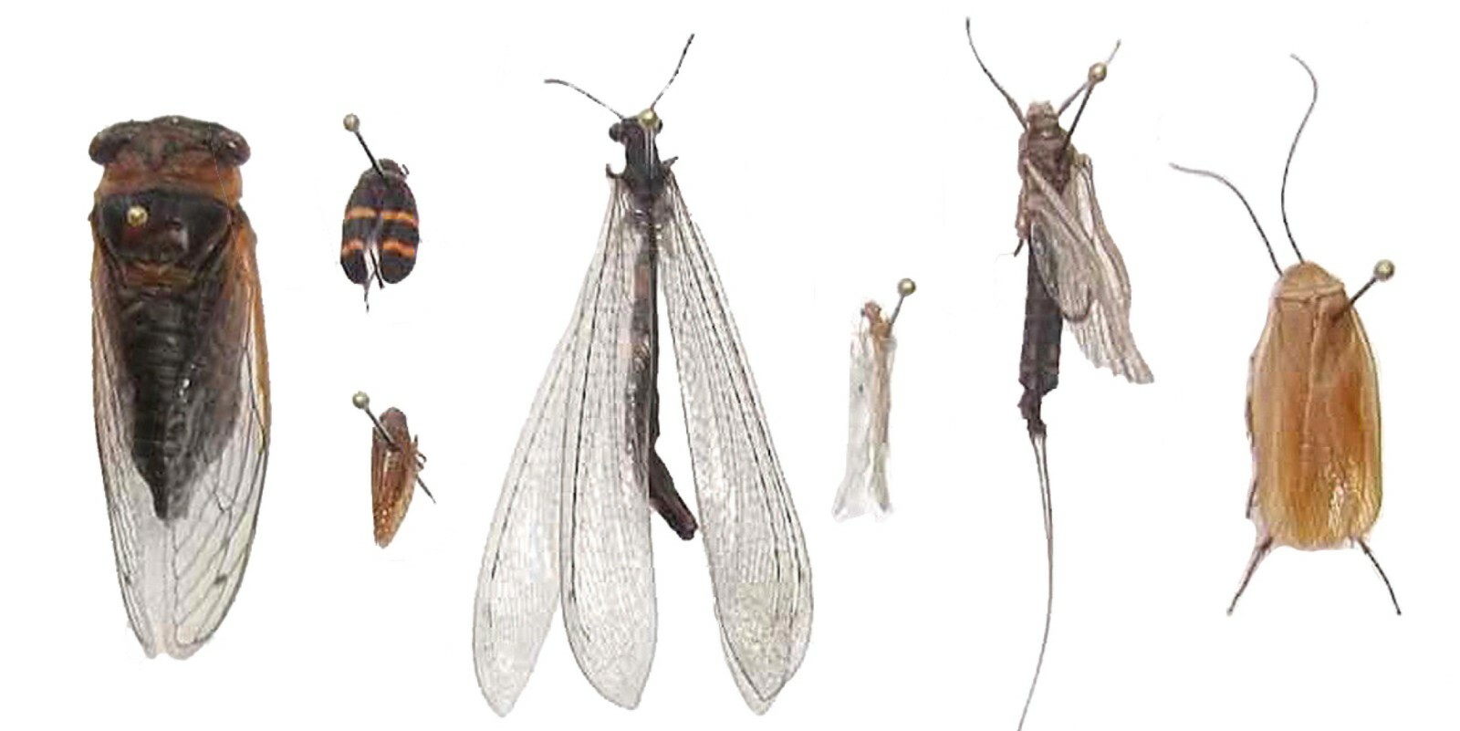 Pinned USA Insect Specimens for Entomology Class Dead Bug Collection Identified!