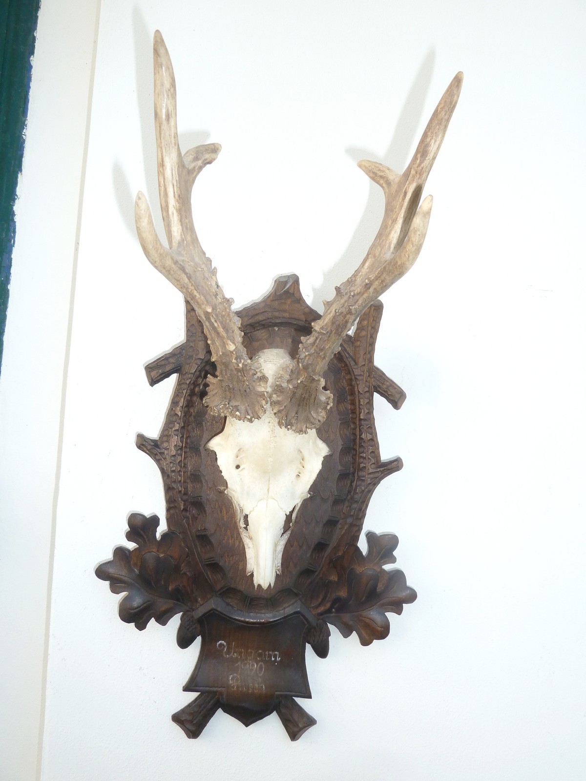 17" HUGE HEAVY ** 1990** DATED SUPERB BLACK FOREST CARVED ROE DEER ANTLERS MOUNT
