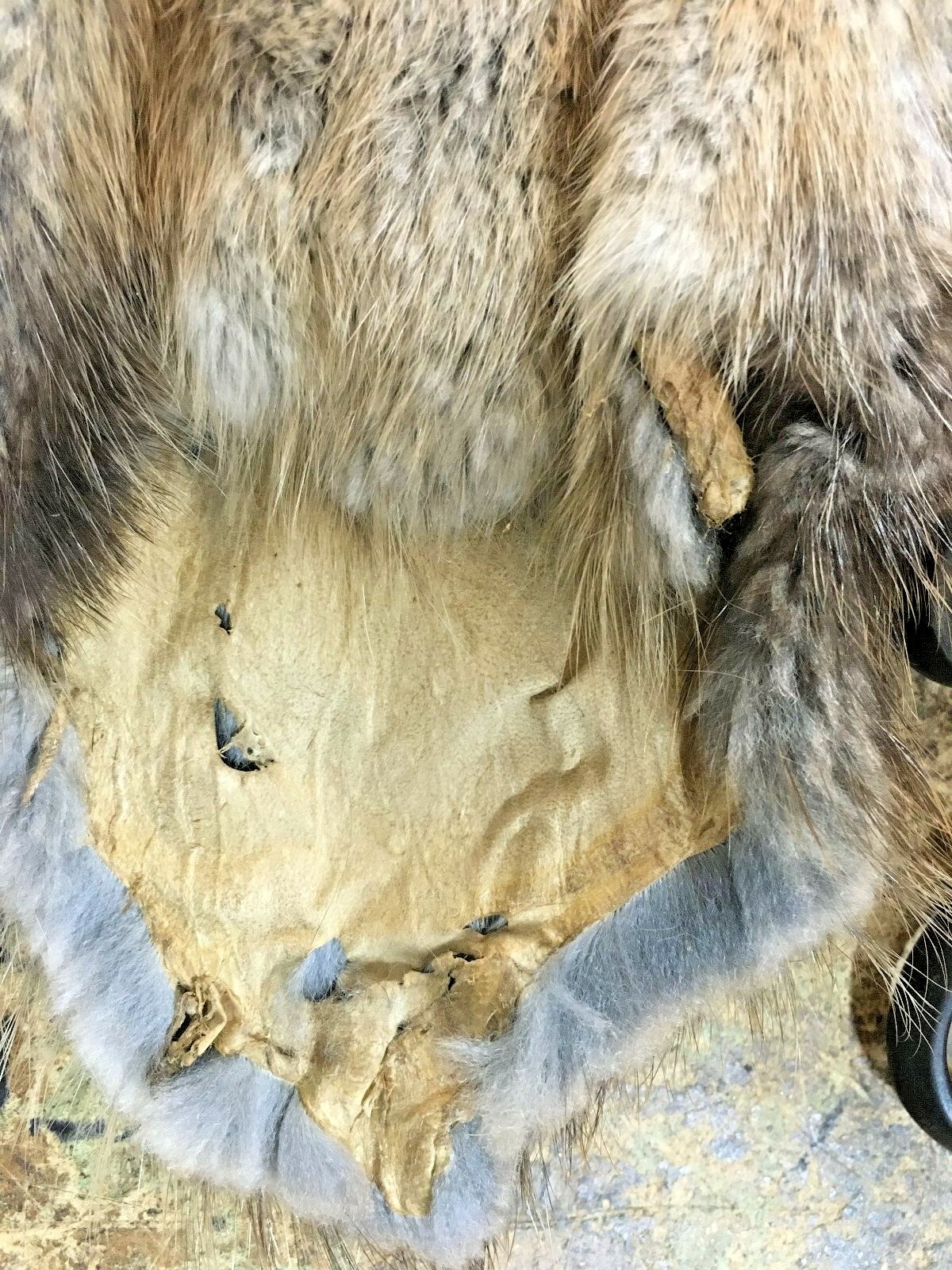 1 - Tanned Midwestern muskrat pelt, medium grade prime (muskmg)