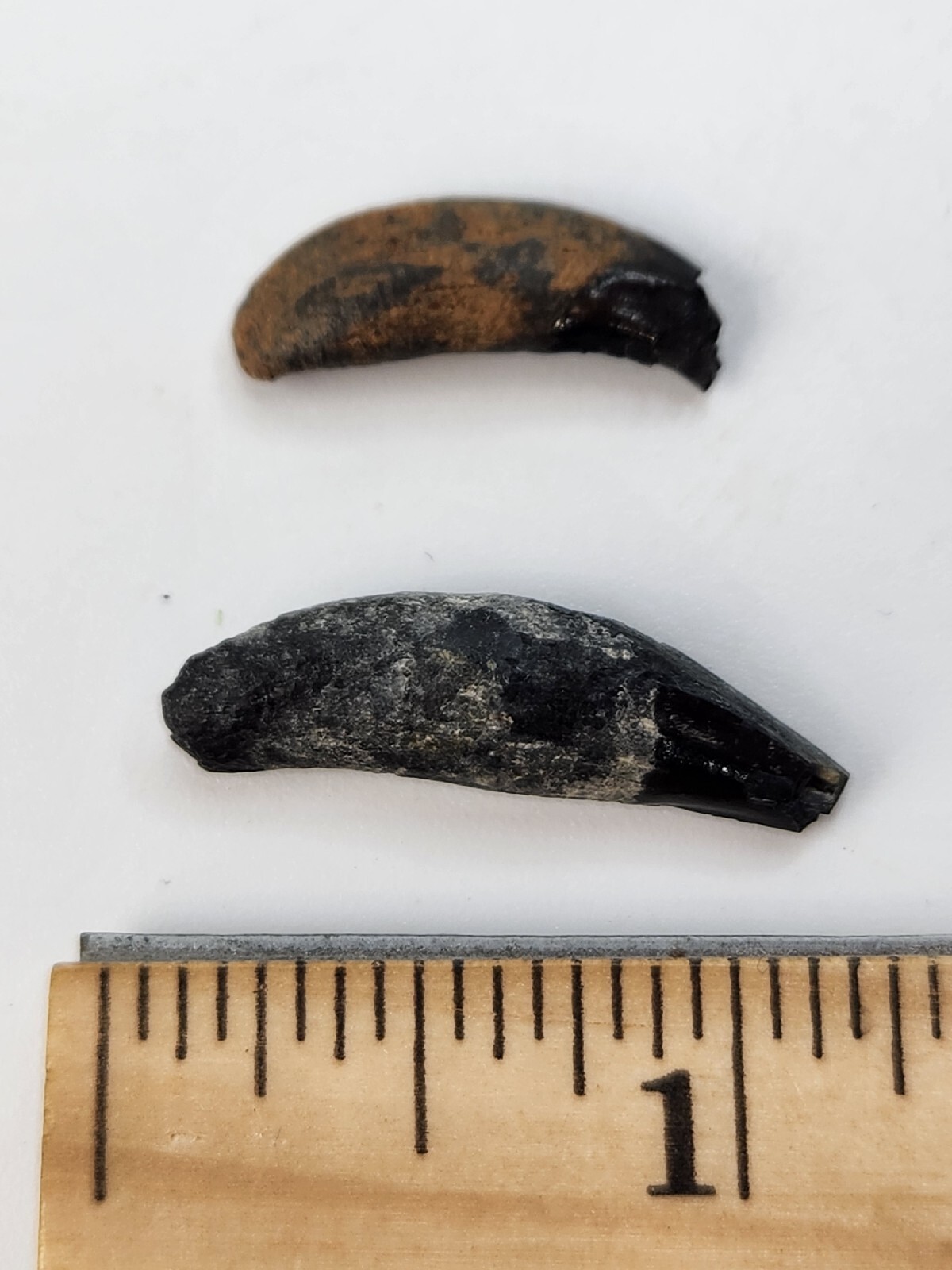 Raccoon Rooted Upper Canine Tooth Fossil - Florida Pleistocene - 1 Per Purchase