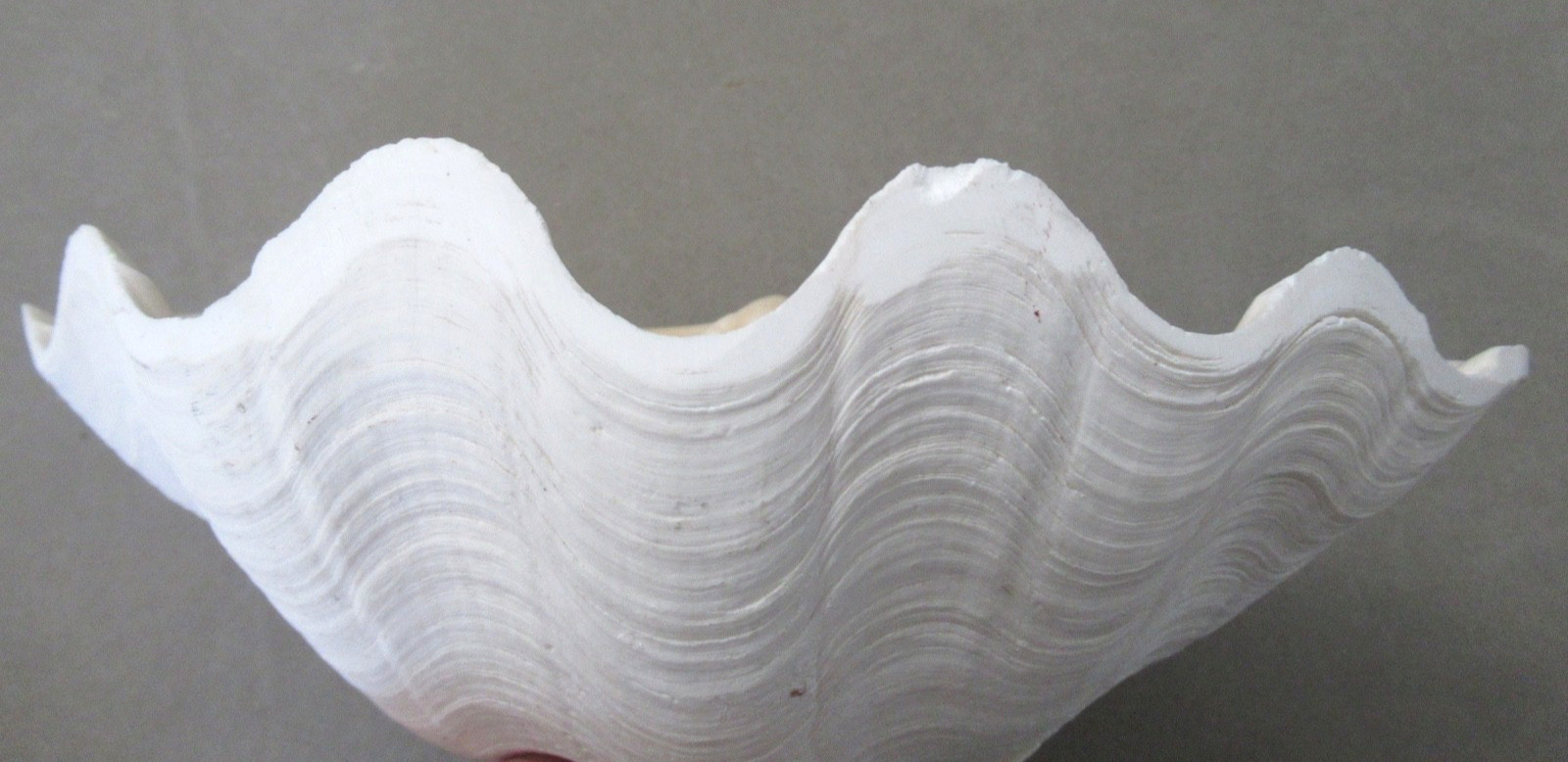 Natural Half Clam Shell Seashell Half Approximately 9" by 6"