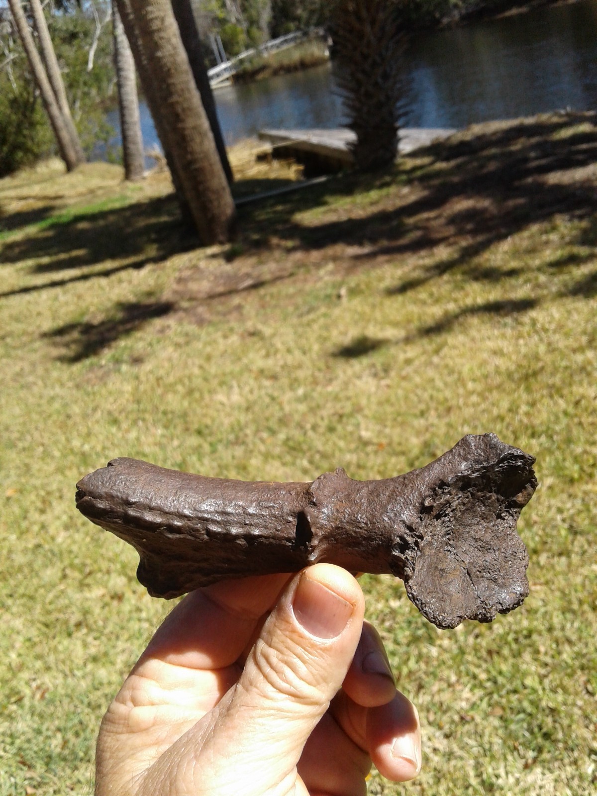 Spectacular High Quality Deer Antler Florida Ice Age Fossil Mammal