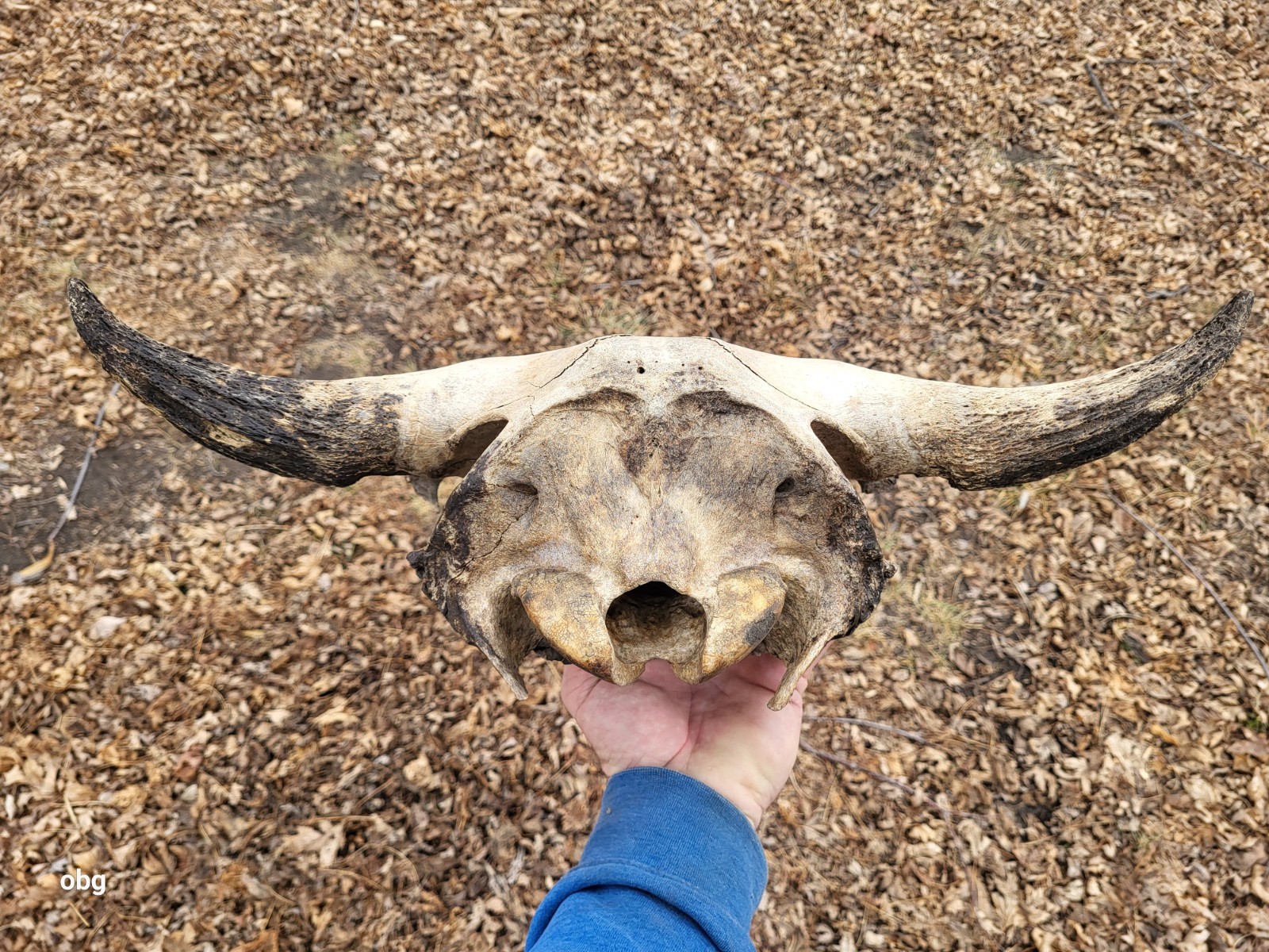 Bison Skull cap real historic buffalo skull