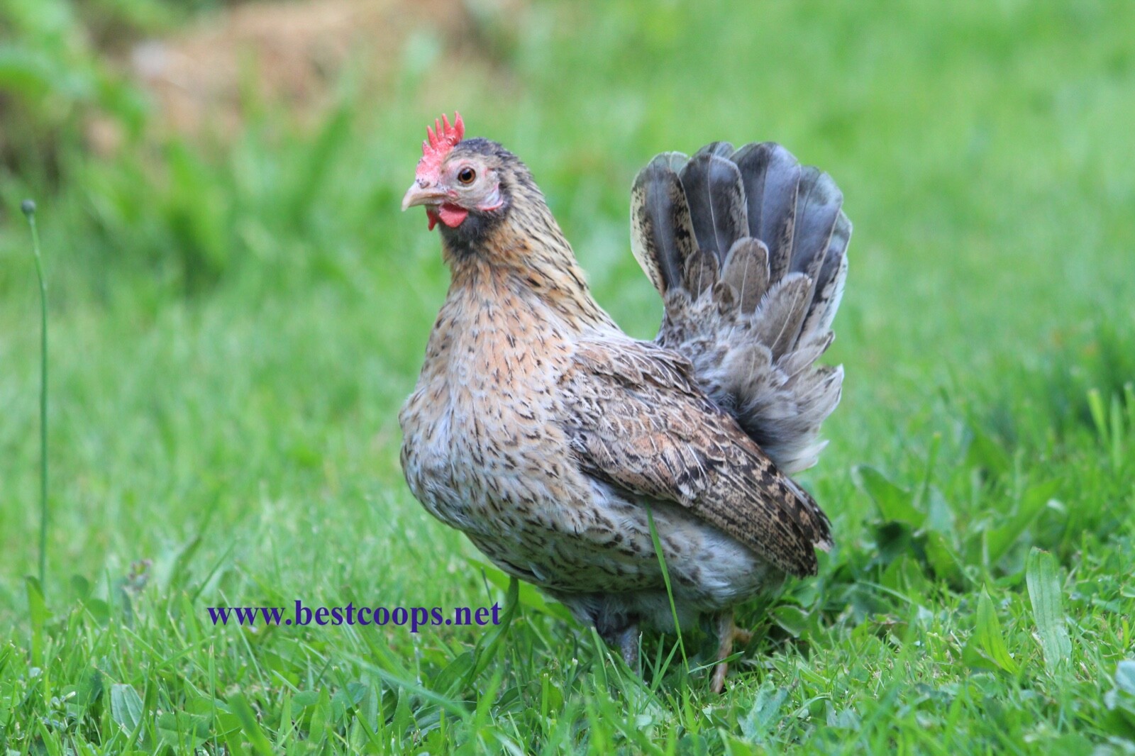 12+ Fertile Show Quality Serama Chicken Hatching Eggs