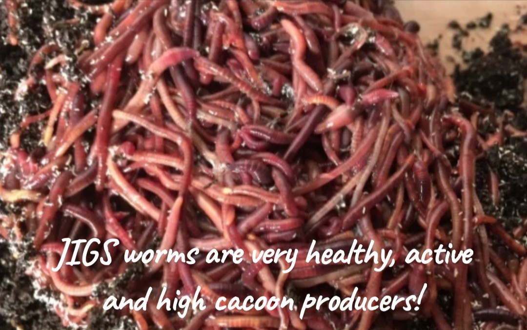 (JIGS) PURE Red Wiggler Worms Cocoon Mix - NO BLUES! Free Shipping