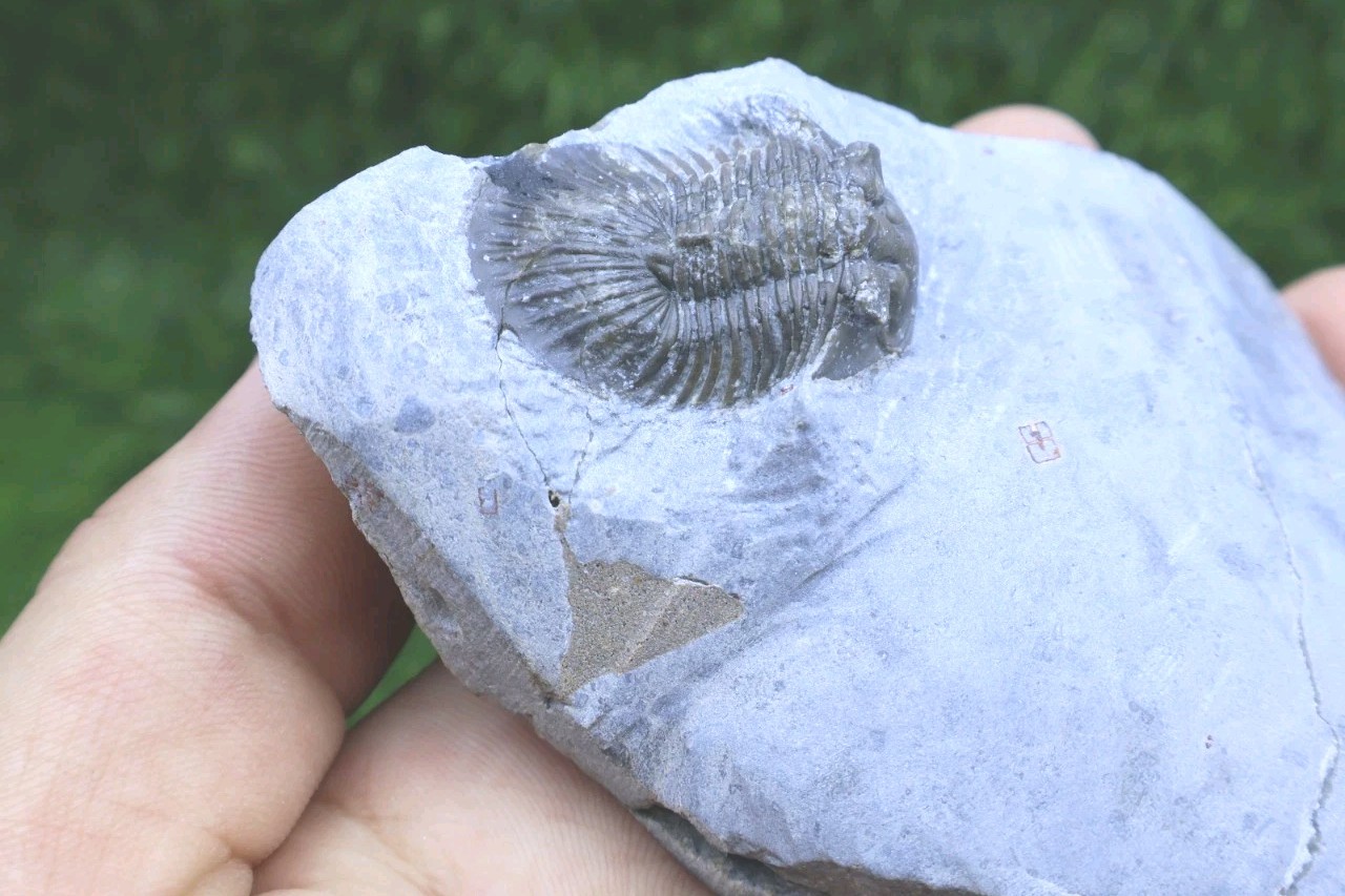 Rare Trilobite Scabriscutellum Trilobite Fossil Devonian Trilobite From Morocco