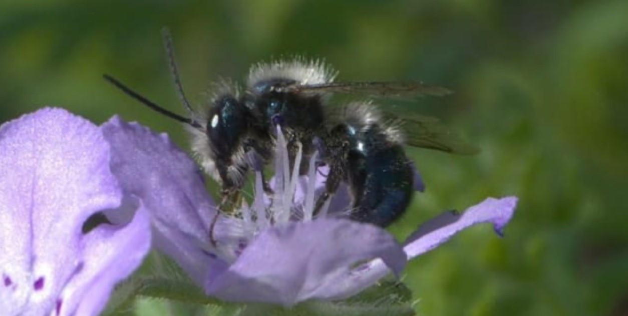 Mason Bees Cocoons - Blue Orchard Bees 25 w/ FREE Bee Attractant