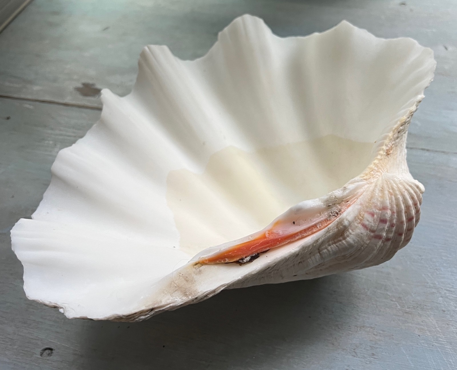 Tridacna Giant Clam Shell Natural Large Vintage Decorative Piece 12.75"