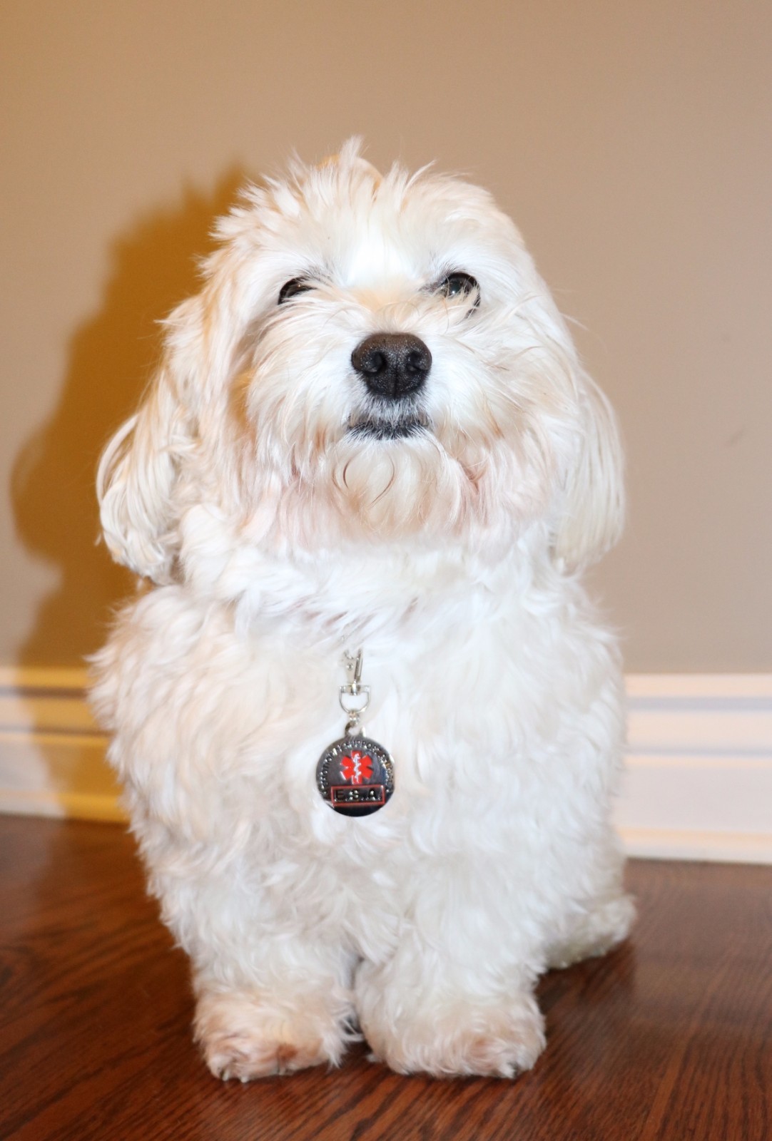 Service Dog Emotional Support Animal ESA Collar Tag Two Sided ALL ACCESS CANINE™