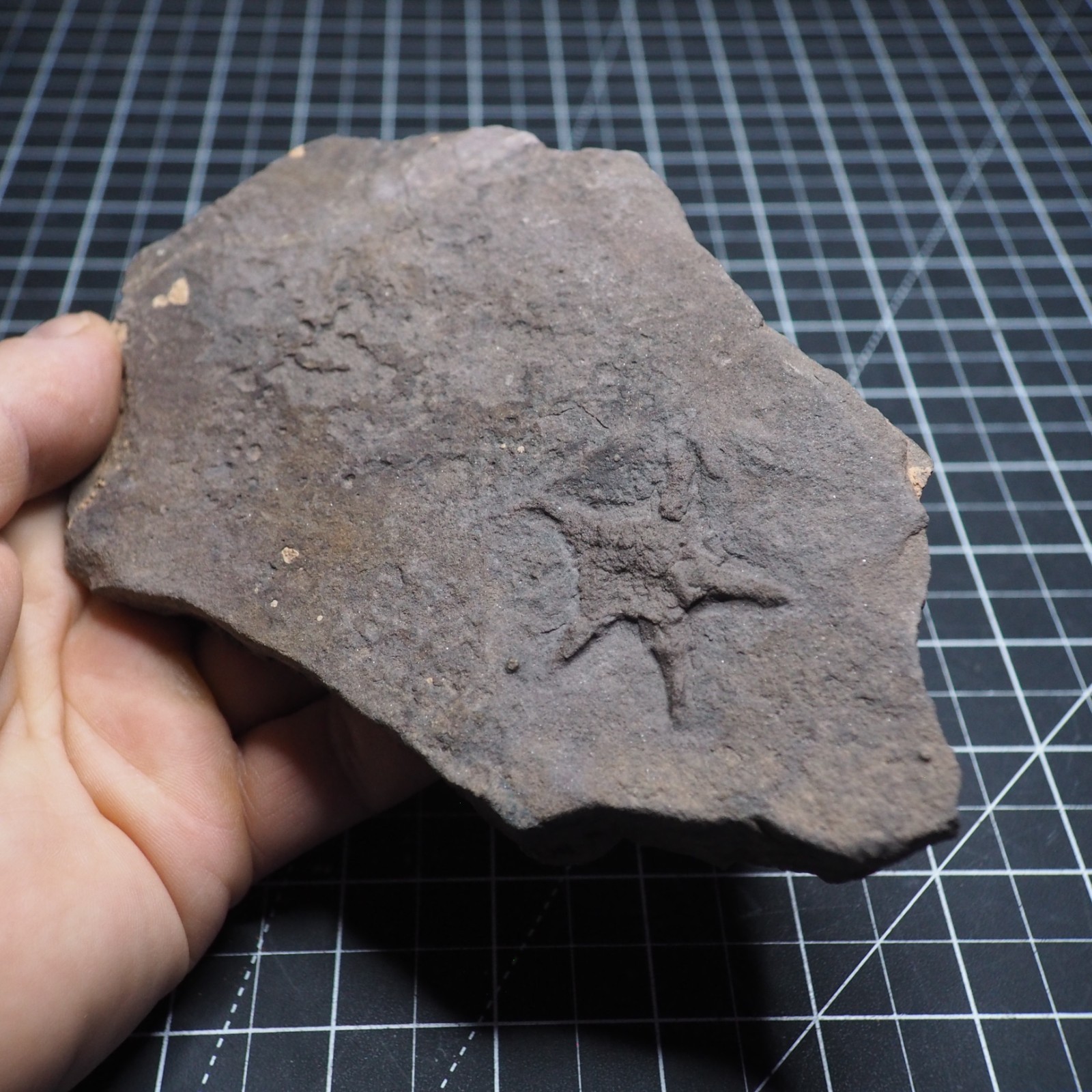 Starfish Feeding Track Ordovician Morocco