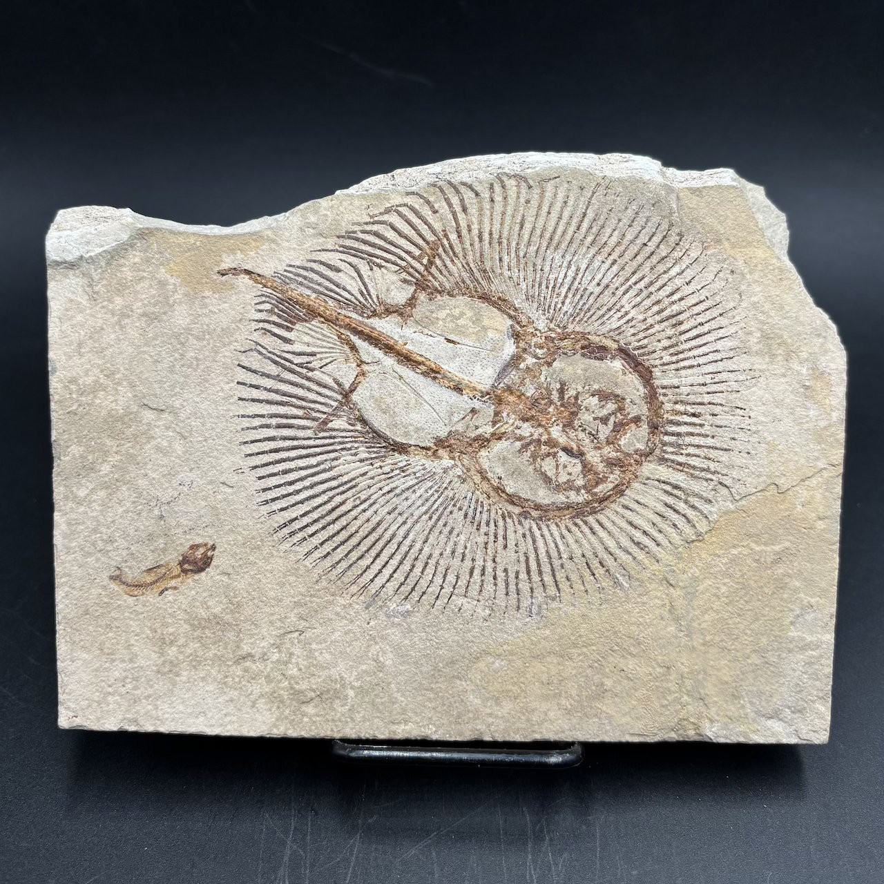 Cyclobatis oligodactylus fossil ray - Late Cretaceous Cenomanian Haqel Lebanon