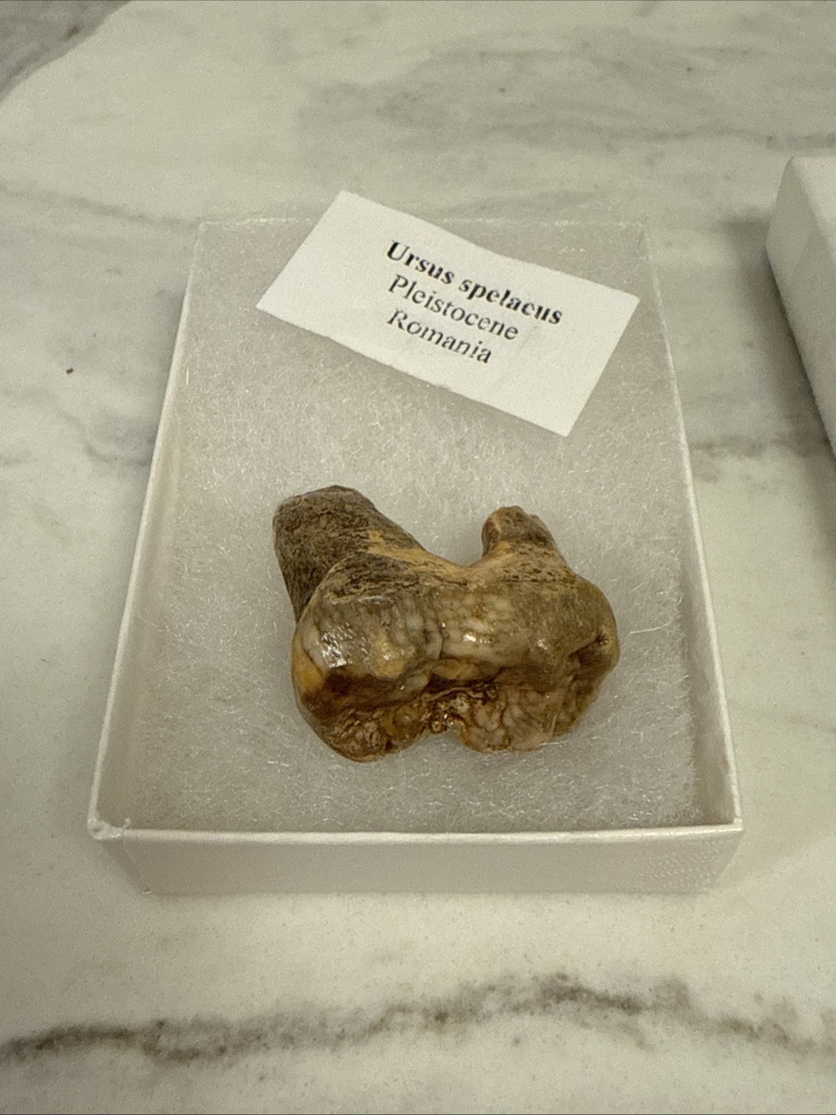 Cave Bear Tooth Molar Fossil From Romania Approximately 25,000 Years Old