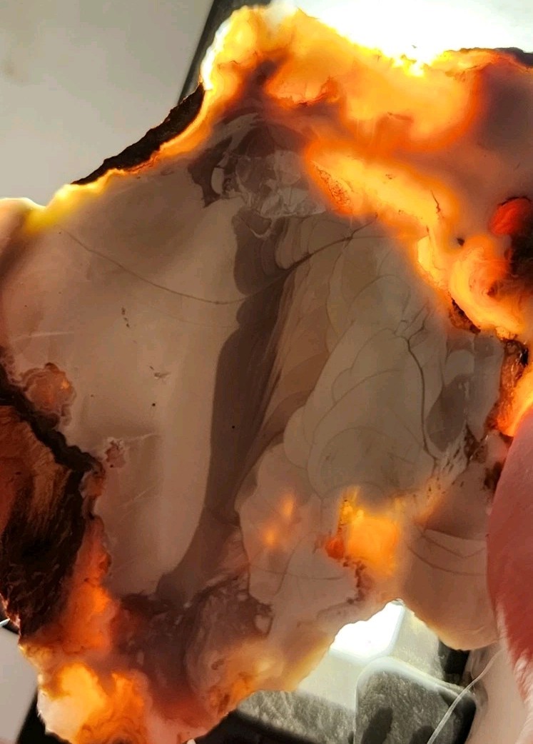 Buchanan Thunderegg - Porcelain Jasper With Orbs High Quality Lapidary, OR. 52g