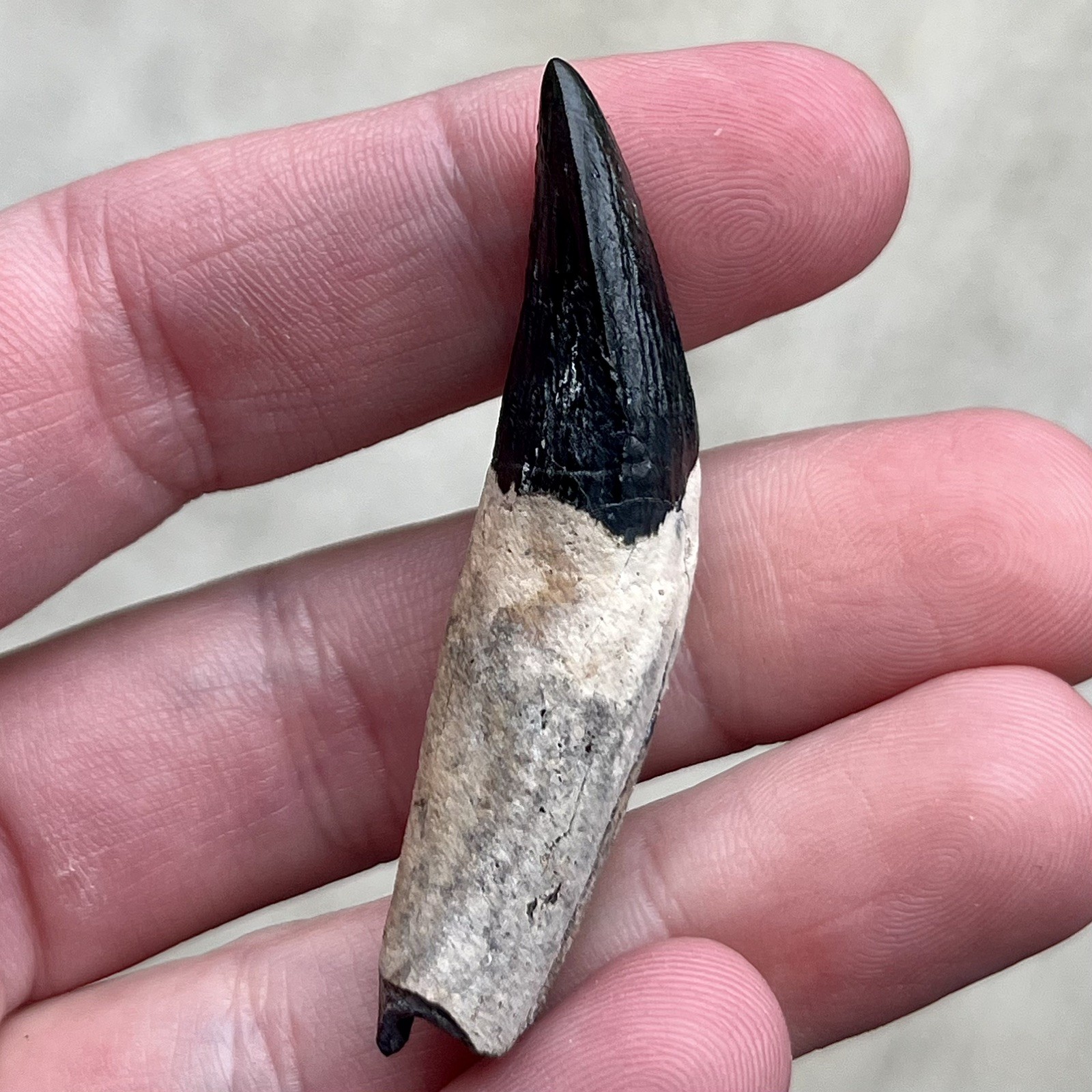 Ankylorhiza Tooth Fossil - Summerville SC - Marine Mammal