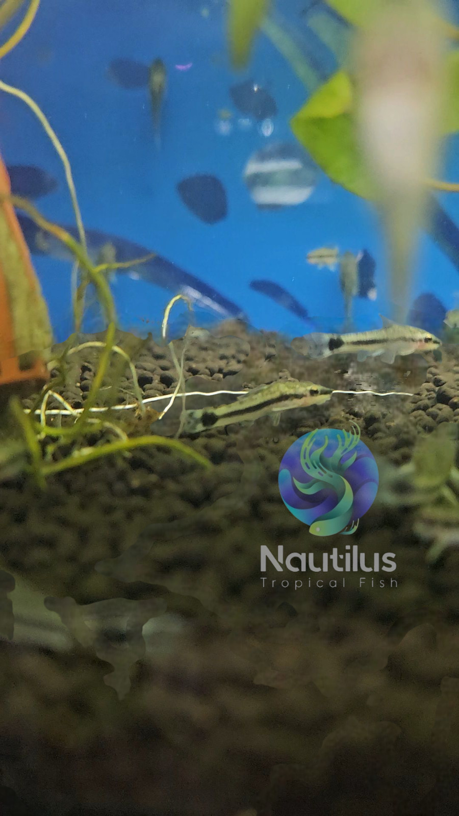 Otocinclus Catfish, great algea eaters . We combine shipping! Live arrival
