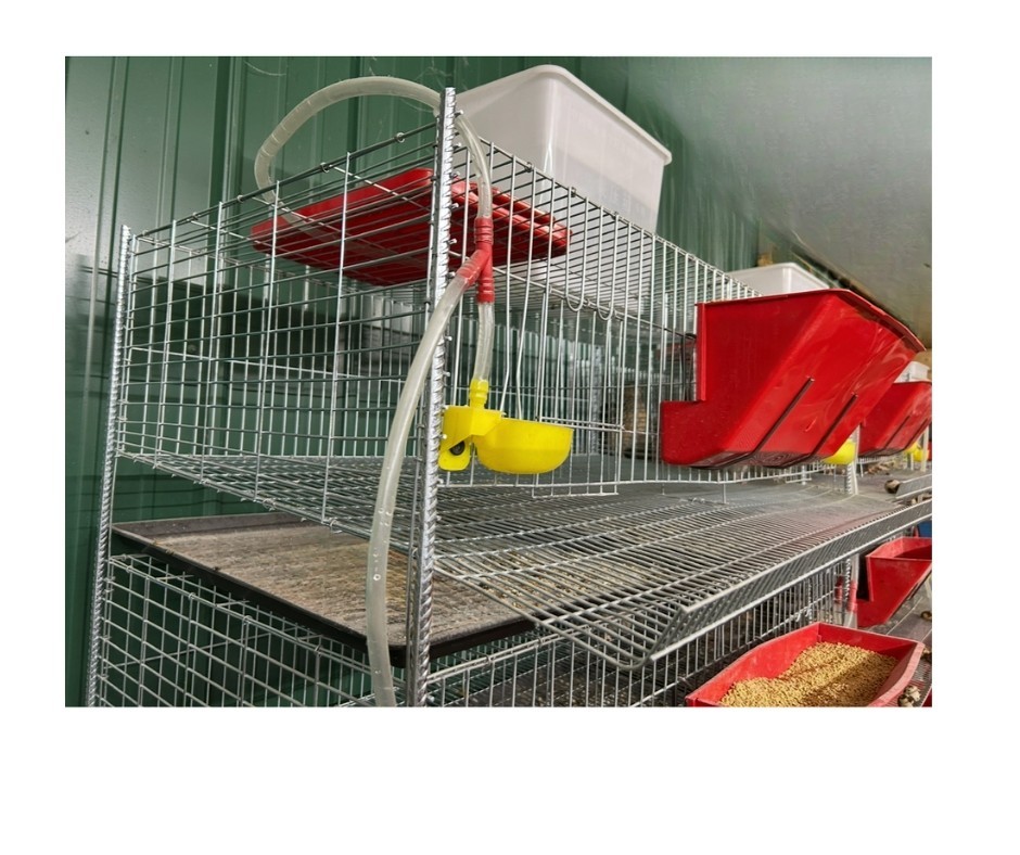 TOF Complete Coturnix Quail Cage System -- Just add quail!