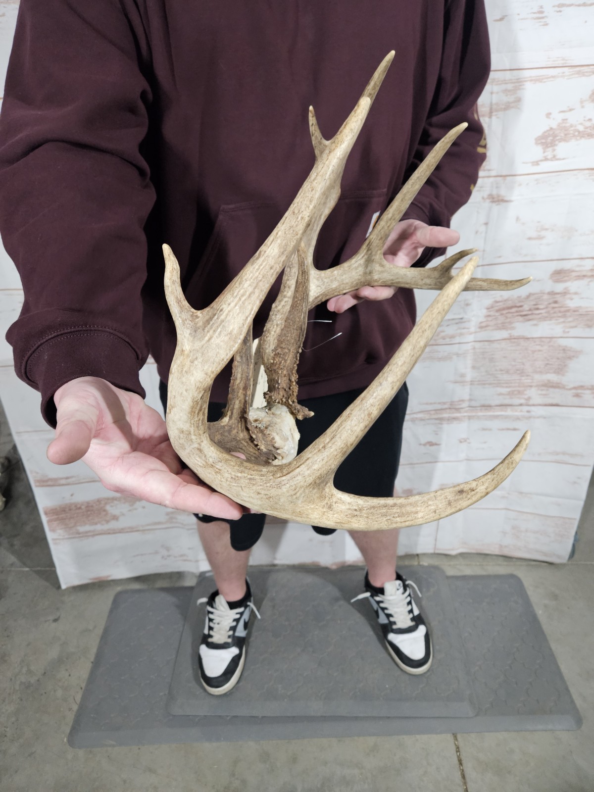 Wild 11 Point Whitetail Deer Antler Rack Horn Skull Plate Decor Man Cave 146"