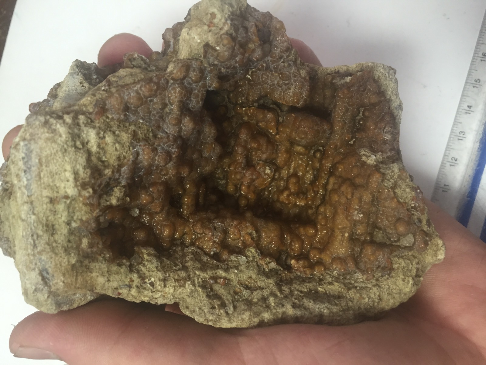 Big 1lb Fossilized Coral Botryoidal Specimen Peace River FL