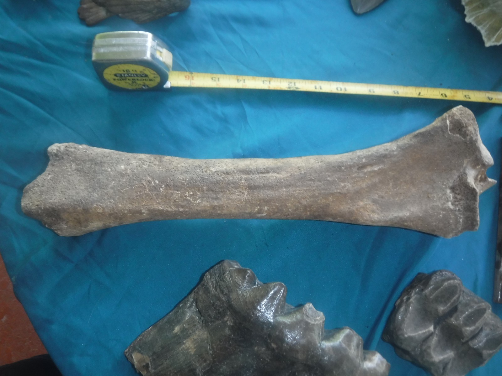 Ice Age Fossil Femur Bone with Butcher Mark?