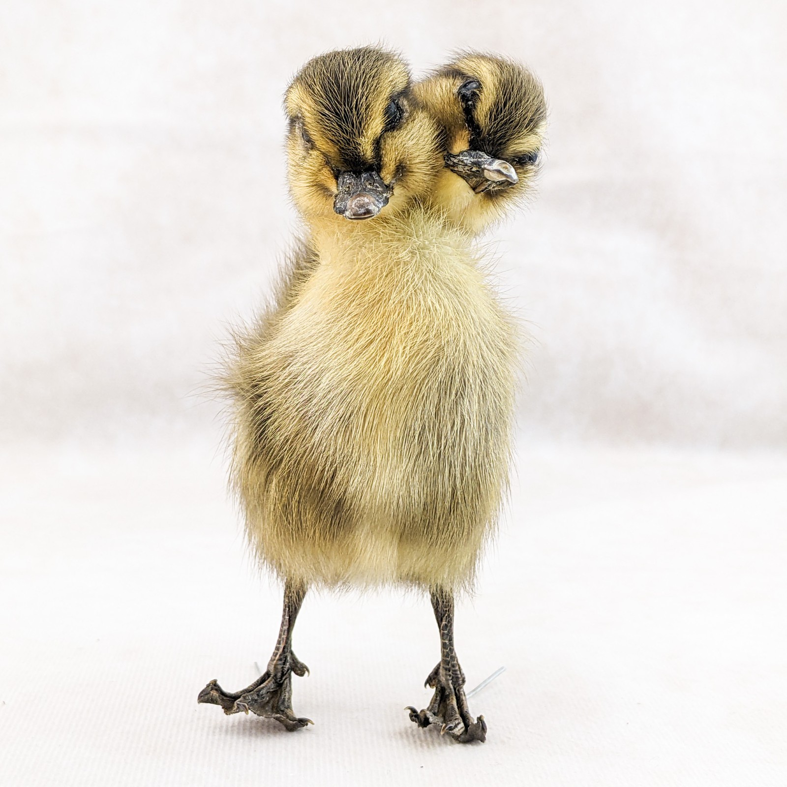 Two 2 Headed Duck Duckling Oddity Curiosity sps: Anas Platyrhynchos domesticu