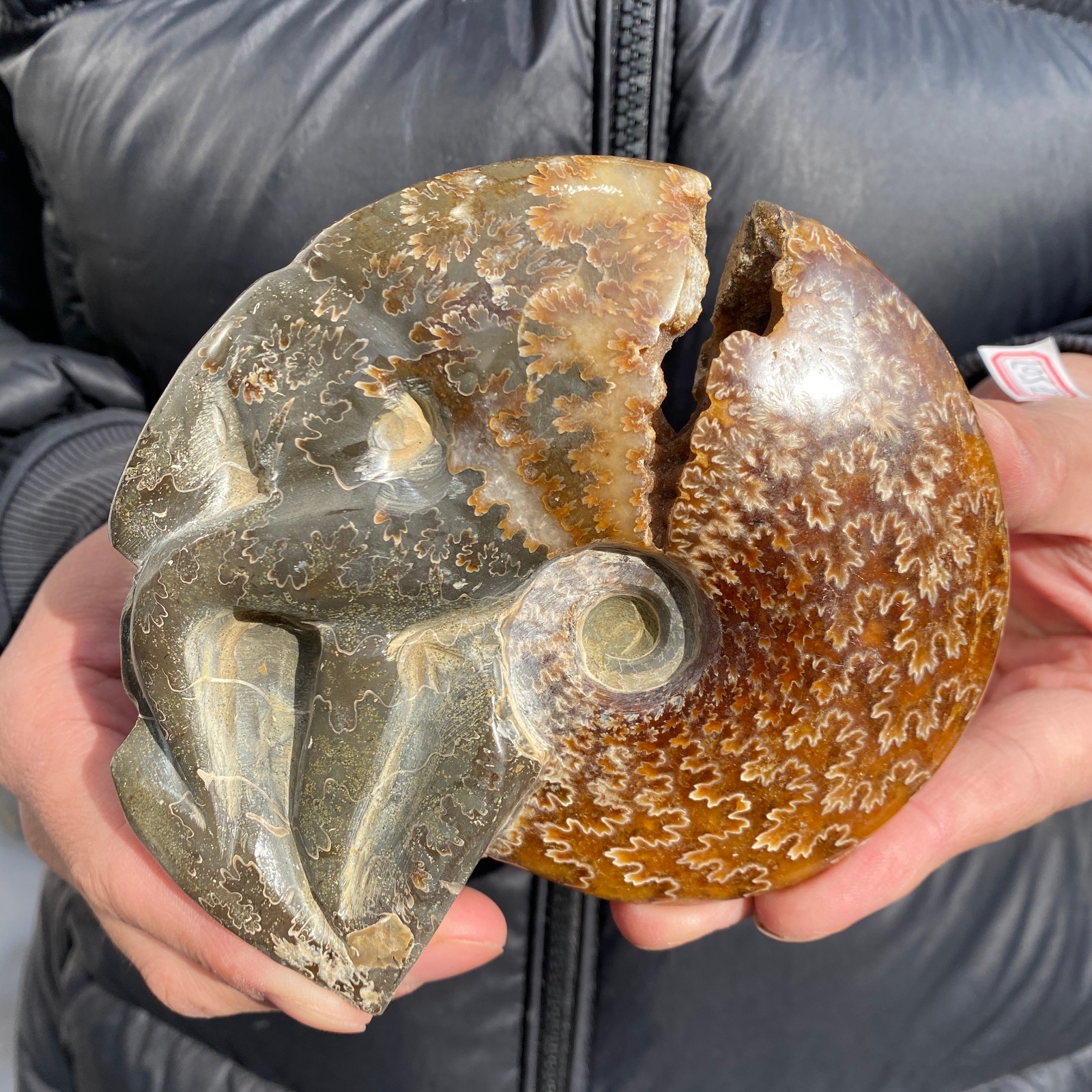 1.1lb Rare Natural Ammonite Fossil Conch Crystal Specimen Healing