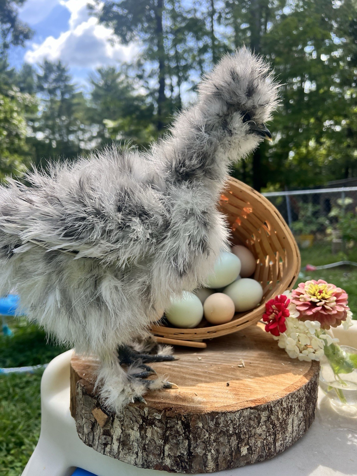 5+1 Silkie Calico Splash/Calico Paint Project Pen Hatching Eggs NPIP/AI