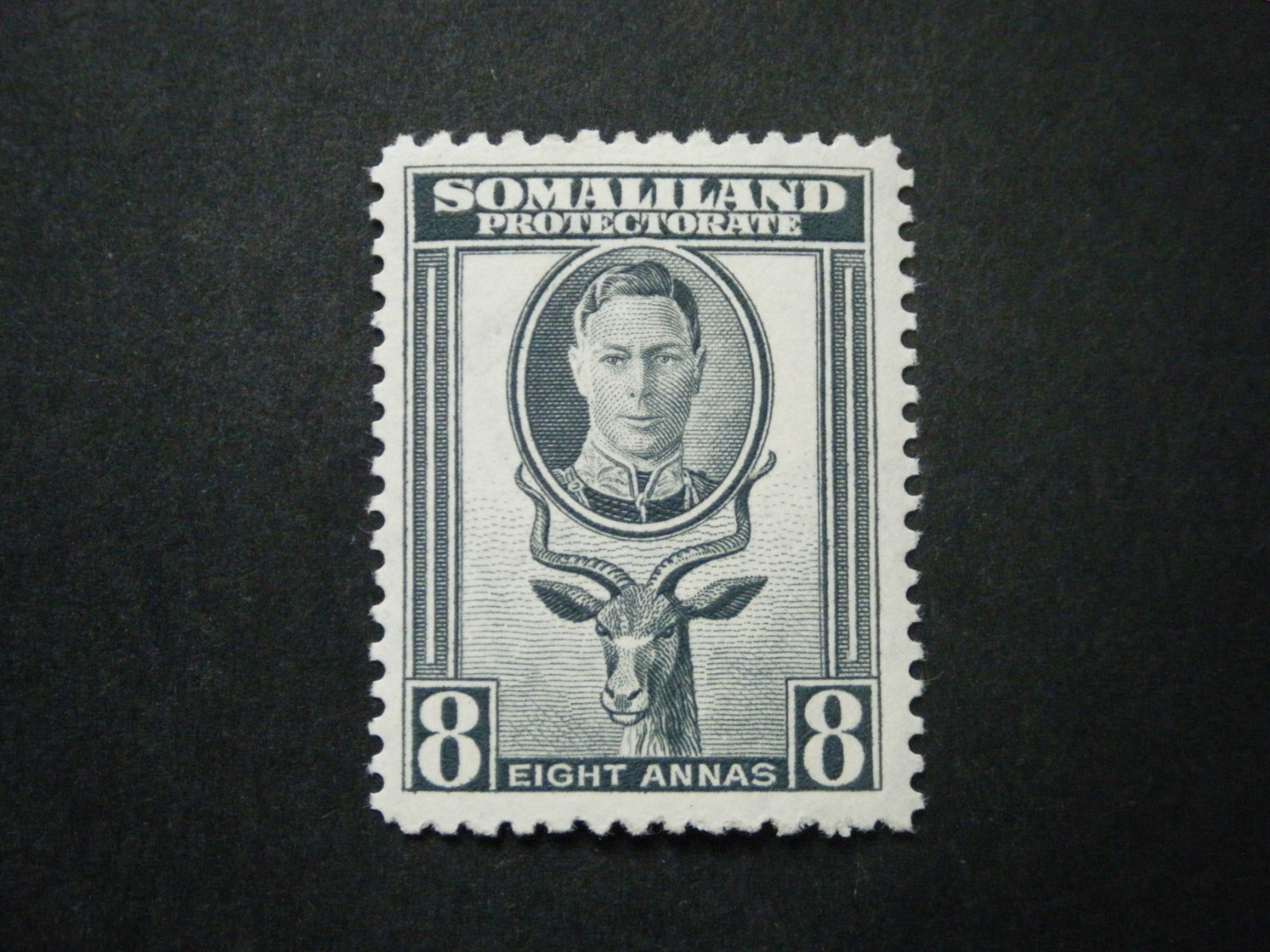 Somaliland Protectorate KGVI 1942 8a grey SG111 UM/MNH
