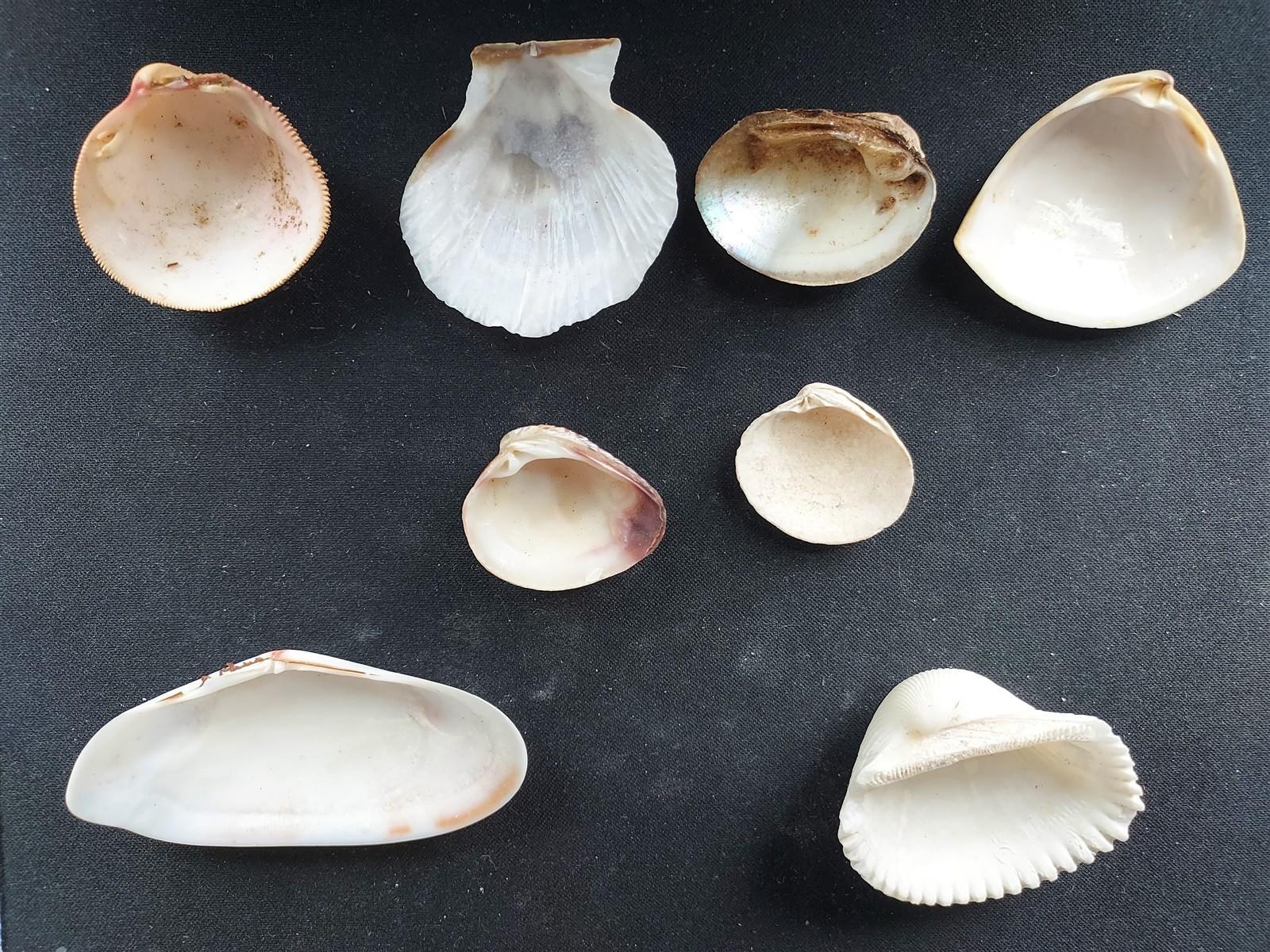 #II200 Lot of 8 all different beautiful clam & Scallop shells, approx. 31-71mm