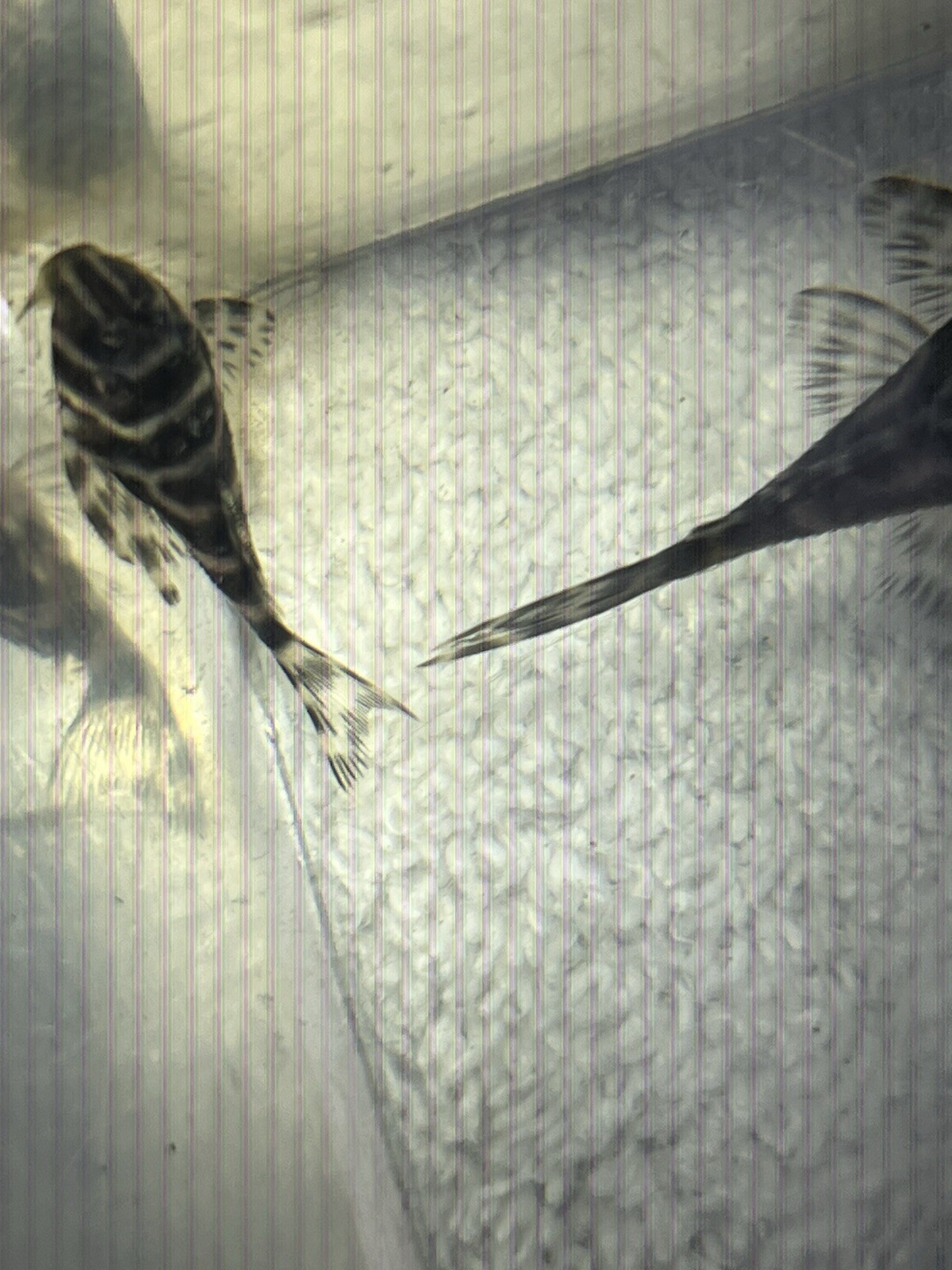 L333 Pleco Live 1-2 Inch King Tiger Pleco US Local Bred And Raised