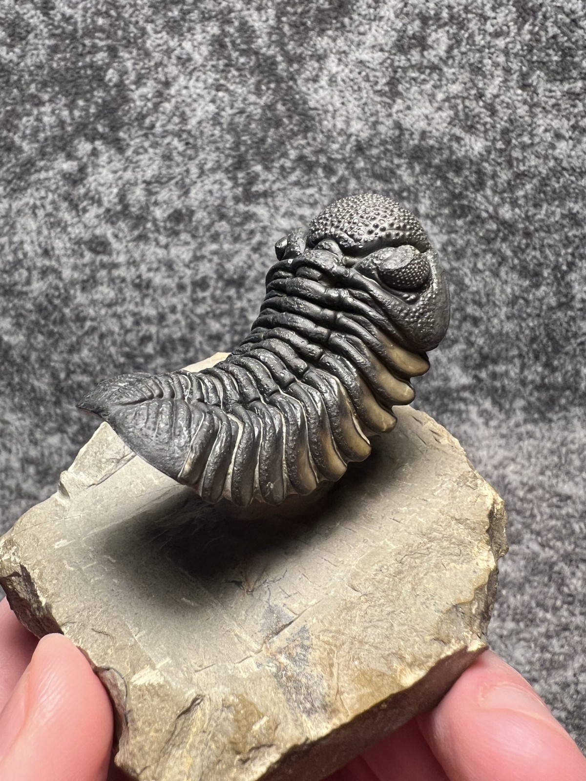 Exceptional Moroccops sp. Trilobite Fossil – Stunning Flying Preparation