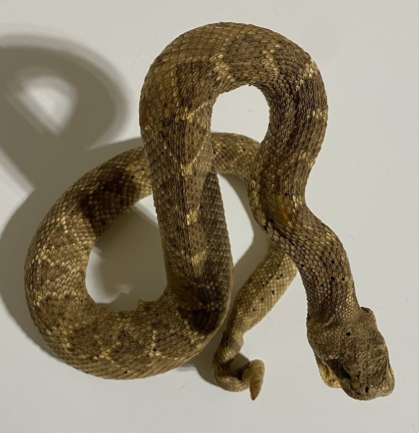 Rattlesnake Taxidermy Mount Rattle Snake Taxidermy Reptile - Cabin Western Decor