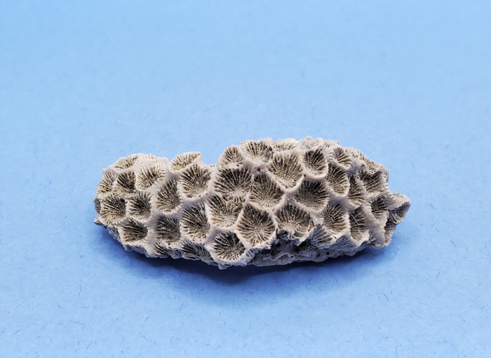 Astrangia Fossilized Coral