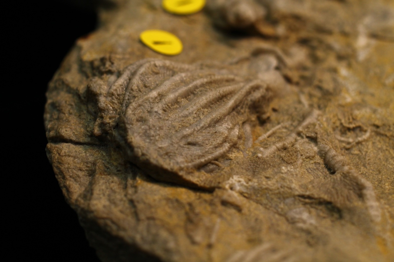 Five Different Crinoid Fossils, Franklin Co., Alabama
